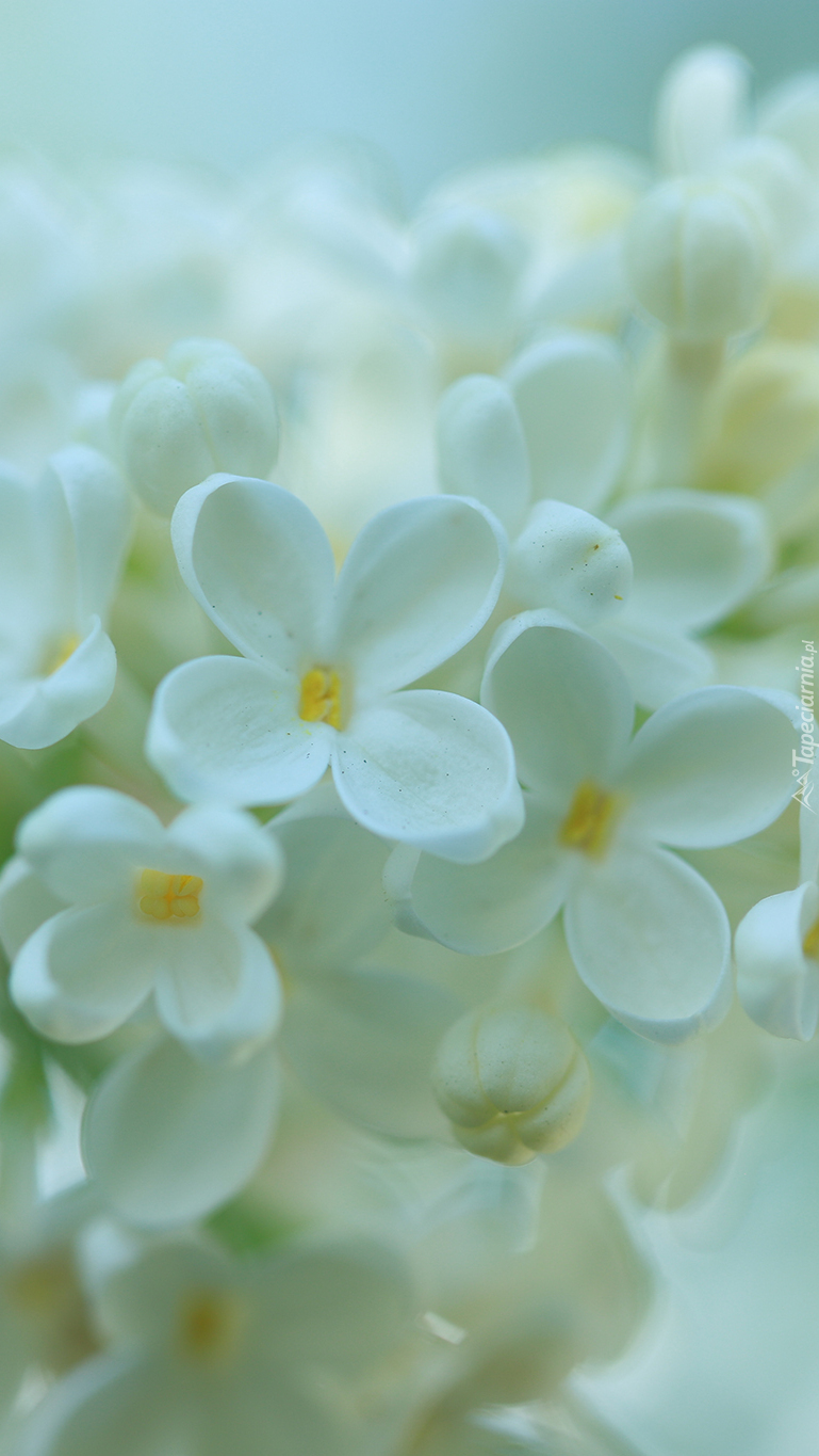 Kwiaty białego bzu