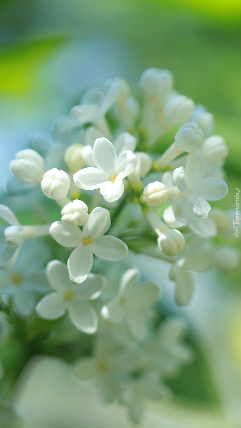 Kwiaty białego bzu na gałązce
