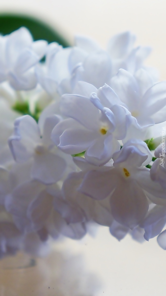 Kwiaty białego bzu z bliska