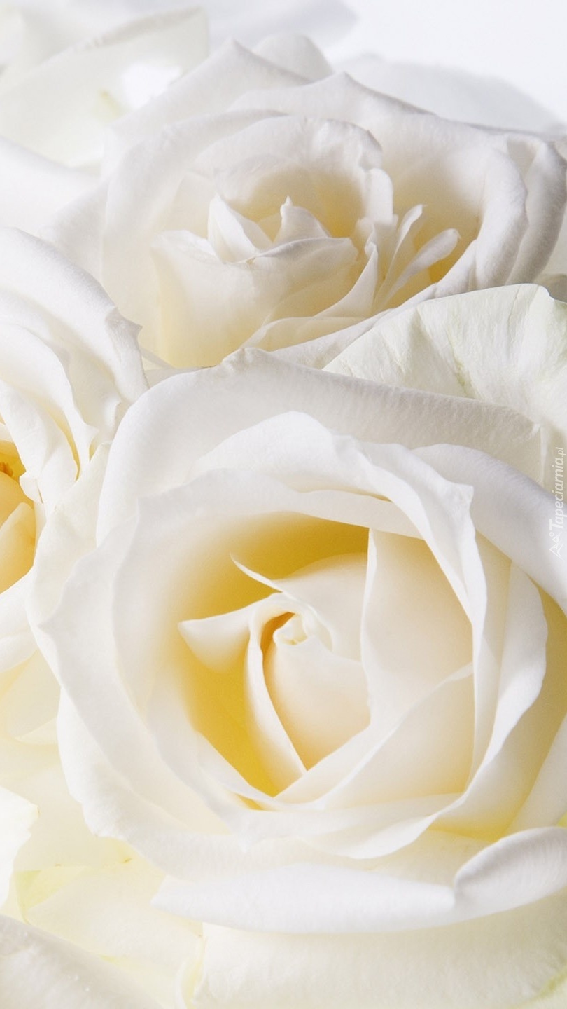 Kwiaty białej róży w rozkwicie