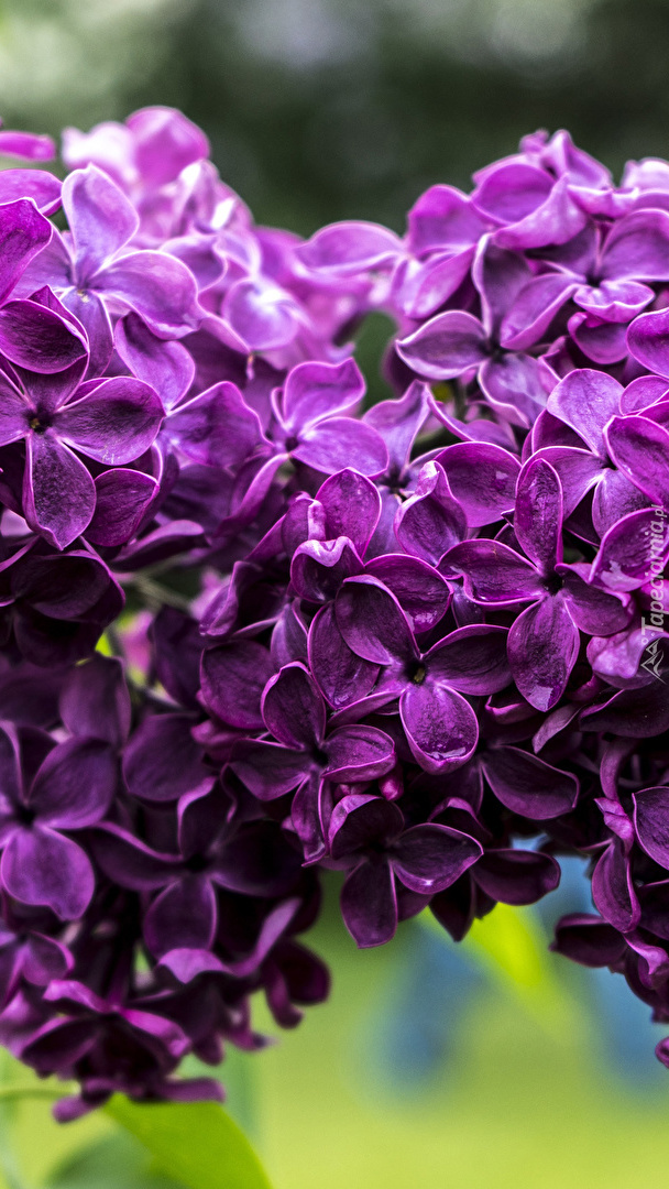 Kwiaty fioletowego bzu