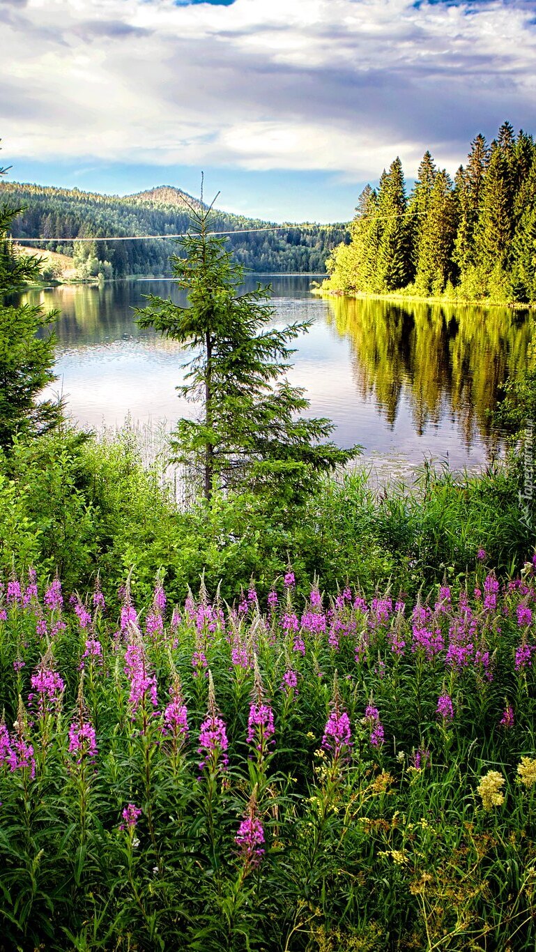 Kwiaty i drzewa nad jeziorem