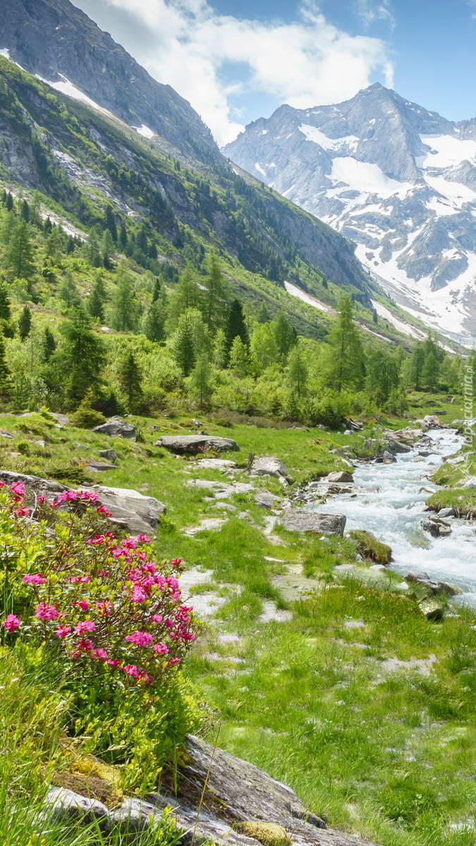 Kwiaty i drzewa w dolinie Zillertal w Austrii