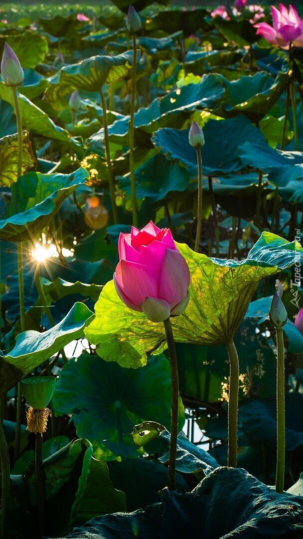 Kwiaty i liście lotosu w słońcu