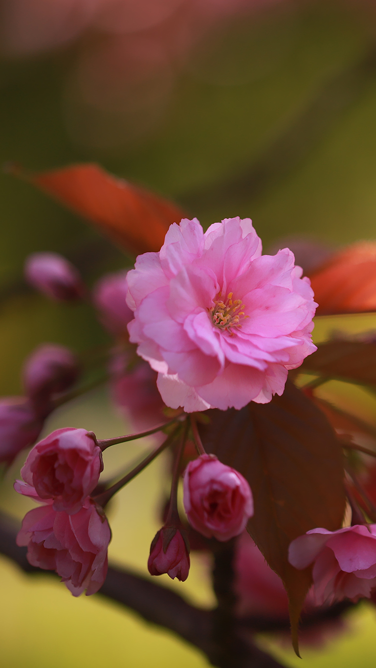 Kwiaty i pąki wiśni japońskiej