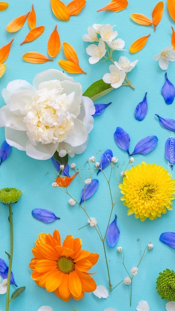 Kwiaty i płatki ułożone na niebieskim tle