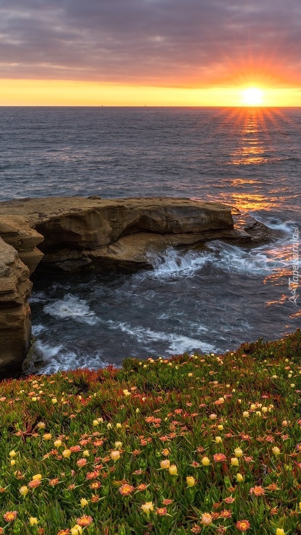 Kwiaty i skały na tle wschodu słońca nad morzem