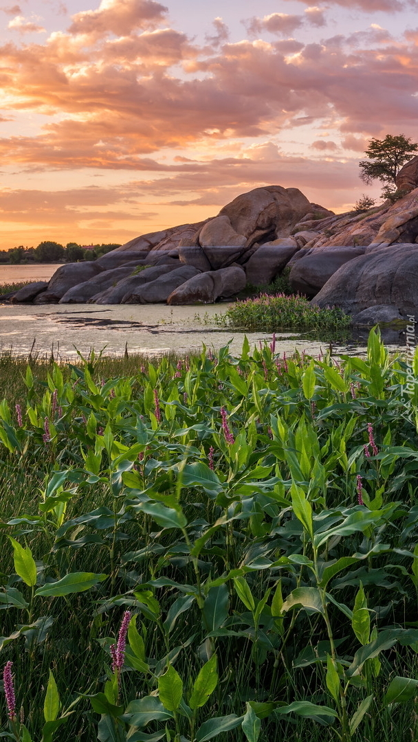 Kwiaty i skały nad jeziorem Willow Lake