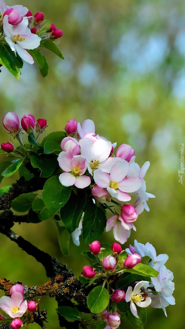 Kwiaty jabłoni