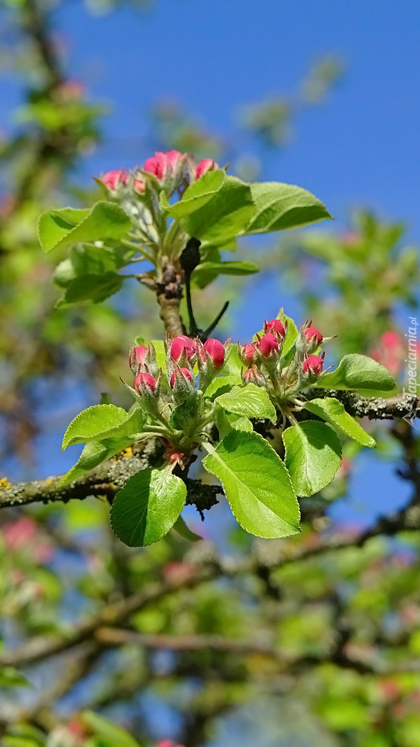 Kwiaty jabłoni na gałązce