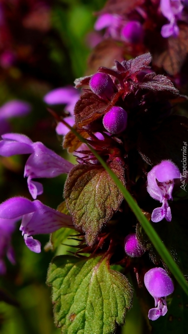 Kwiaty jasnoty purpurowej wychylające się spod liści