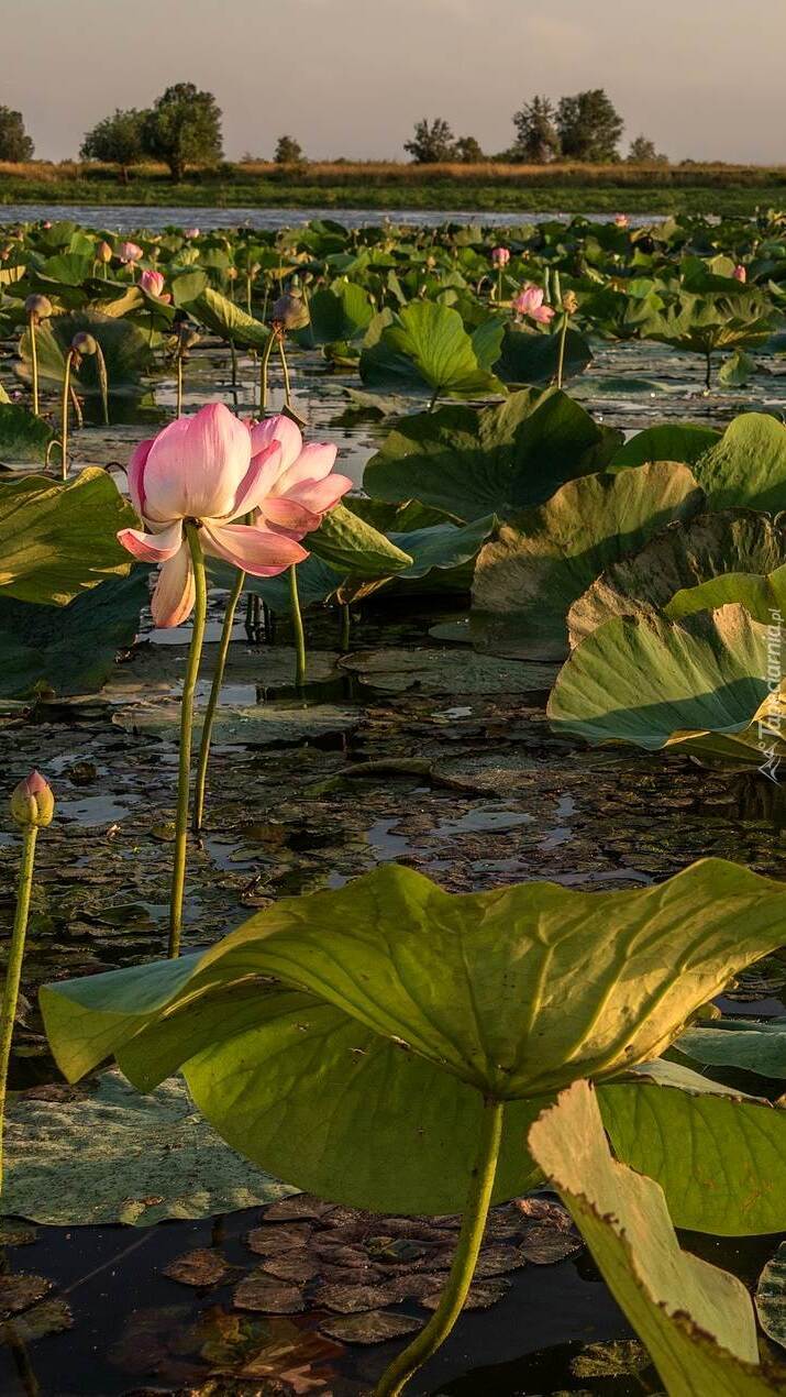 Kwiaty lotosu
