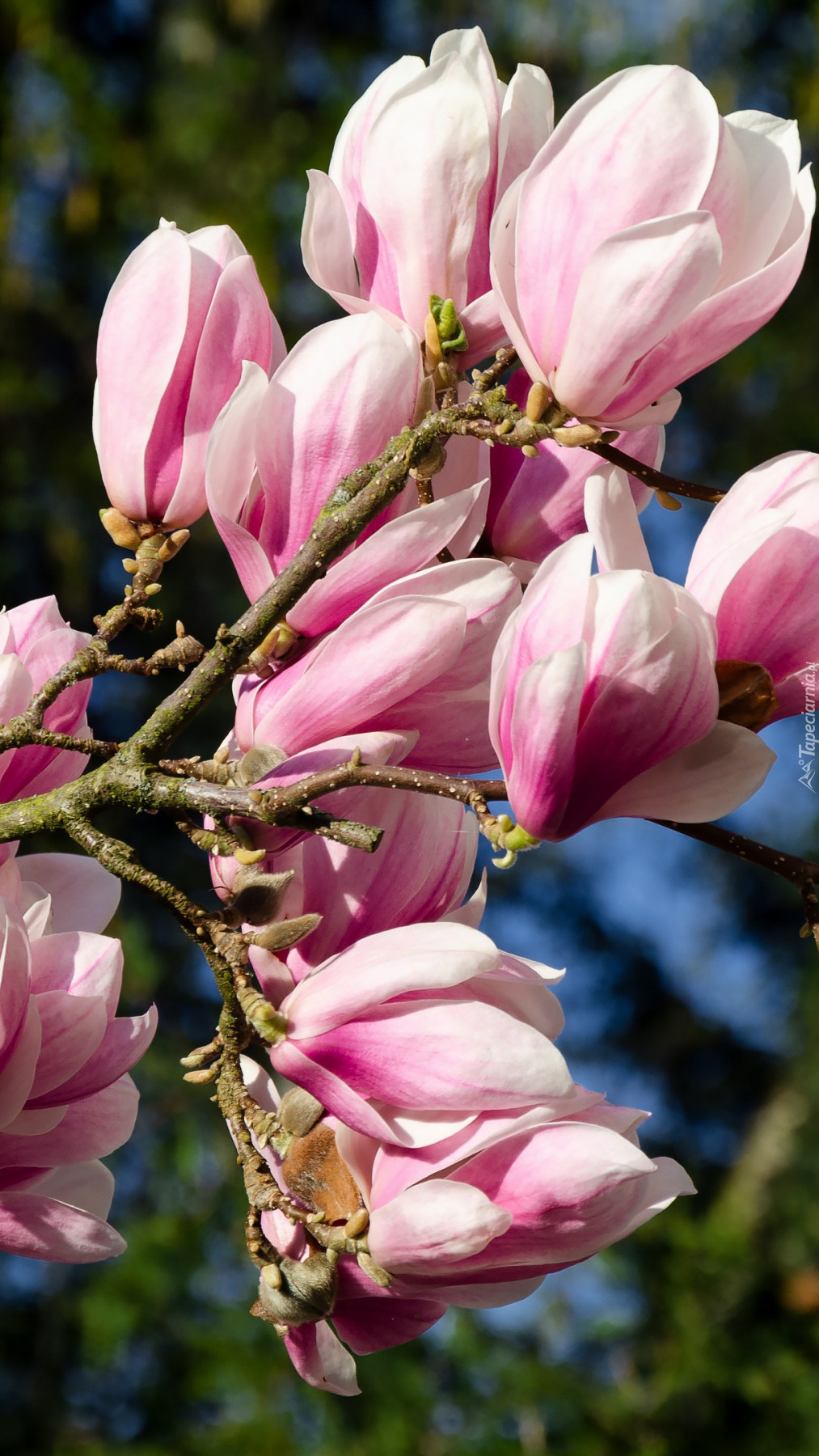 Kwiaty magnolii