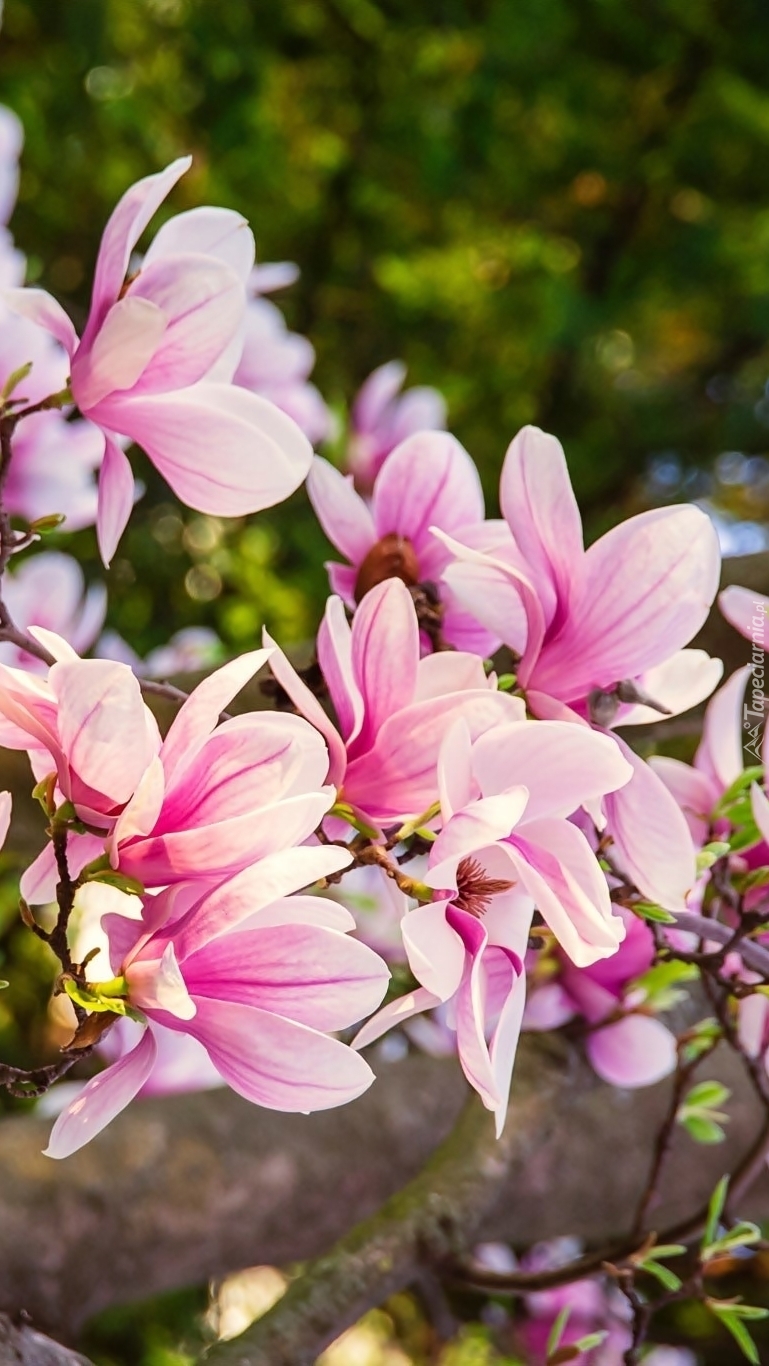 Kwiaty magnolii na gałązkach