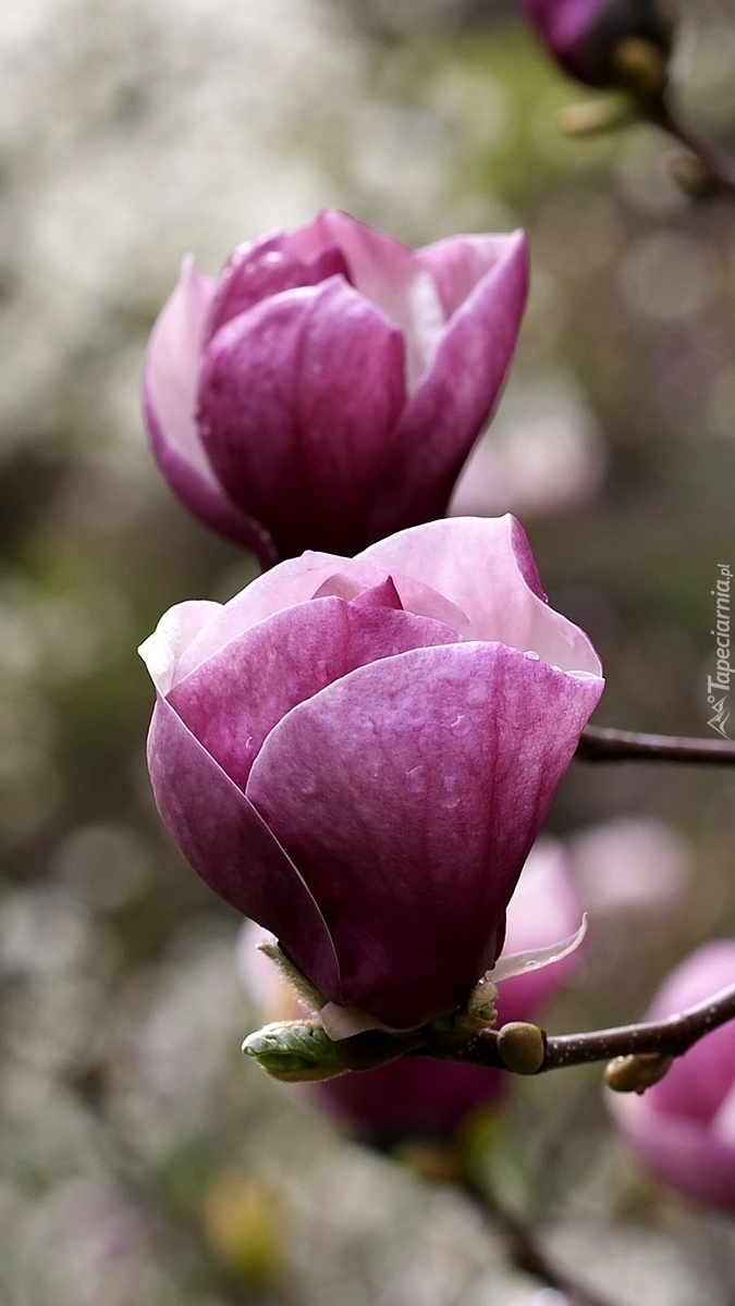 Kwiaty magnolii na gałązkach