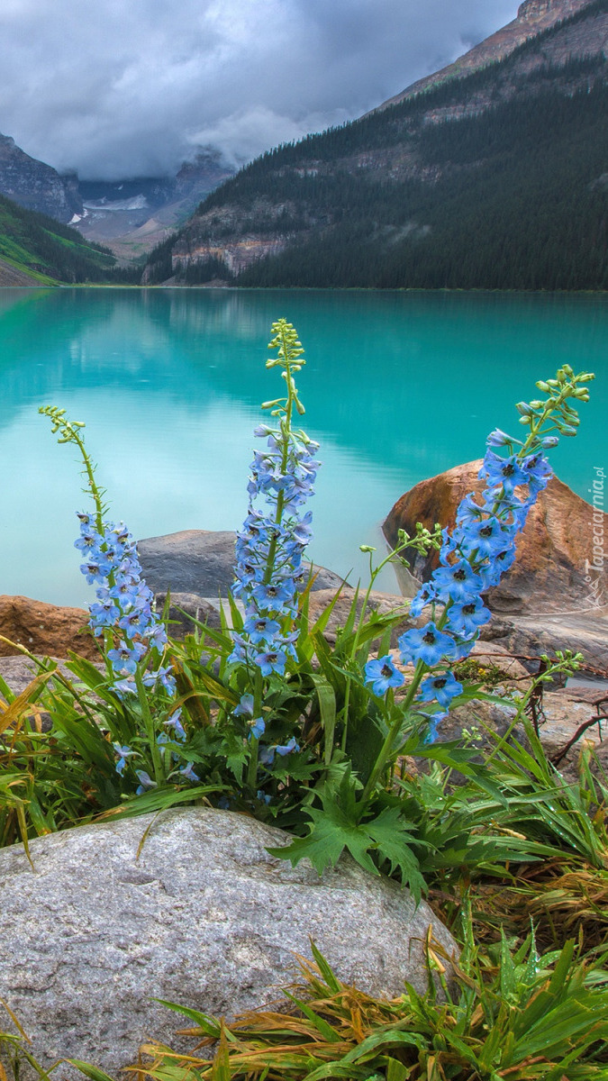Kwiaty na brzegu górskiego jeziora