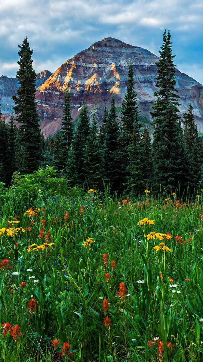 Kwiaty na łące i góry San Juan Mountains za drzewami w Kolorado