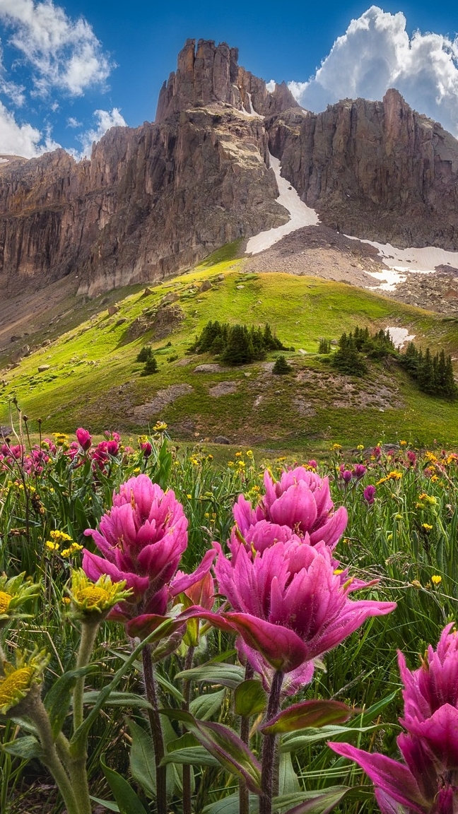 Kwiaty na łące i góry San Juan Mountains