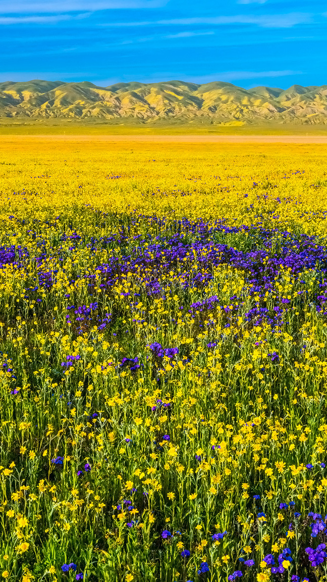 Kwiaty na łące na równinie Carrizo w Kalifornii