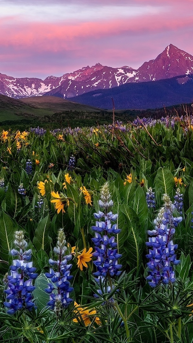 Kwiaty na łące na tle gór San Juan Mountains
