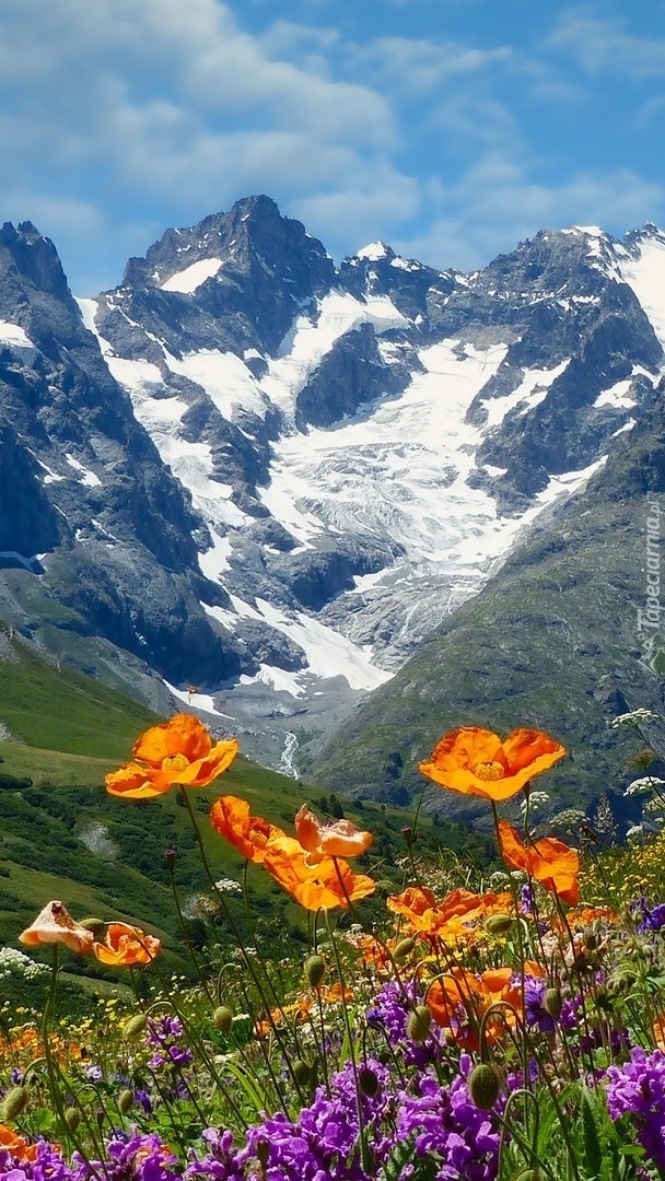 Kwiaty na łące w górach