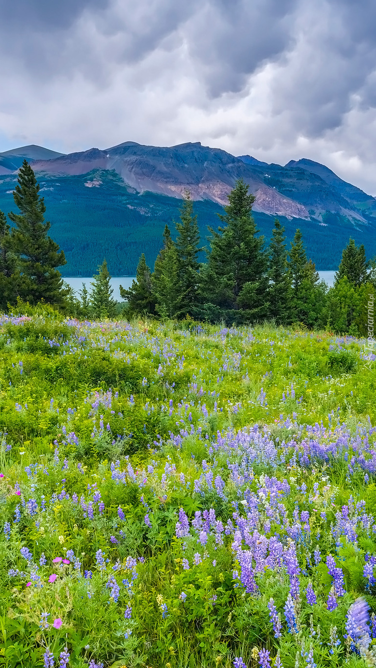 Kwiaty na łące w Parku Narodowym Glacier