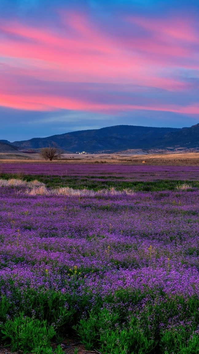 Kwiaty na łące w Prescott Valley