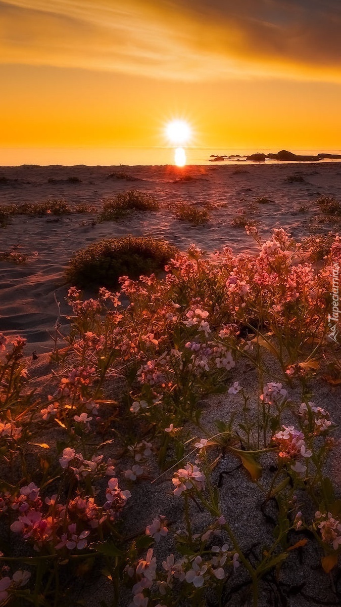 Kwiaty na plaży w blasku zachodzącego słońca