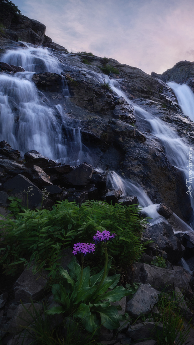 Kwiaty na skale przy wodospadzie