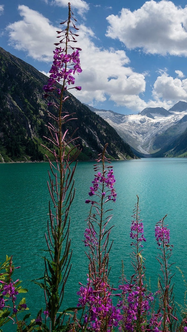 Kwiaty na tle jeziora i gór