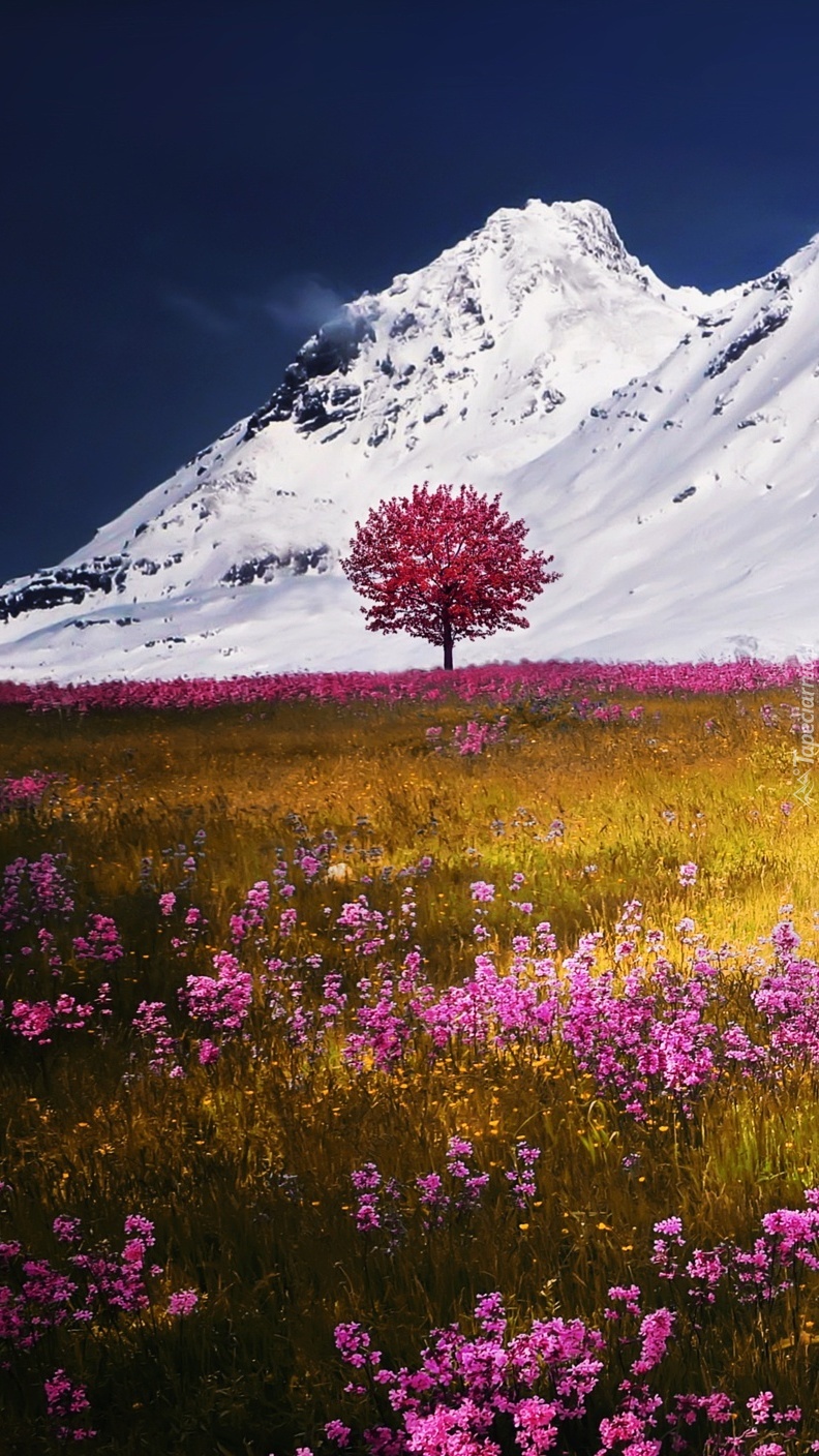 Kwiaty na tle ośnieżonych gór