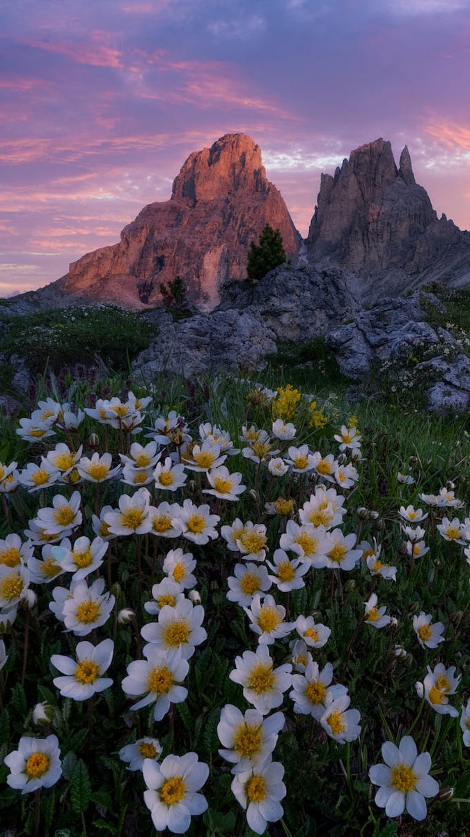 Kwiaty na tle skalistych gór