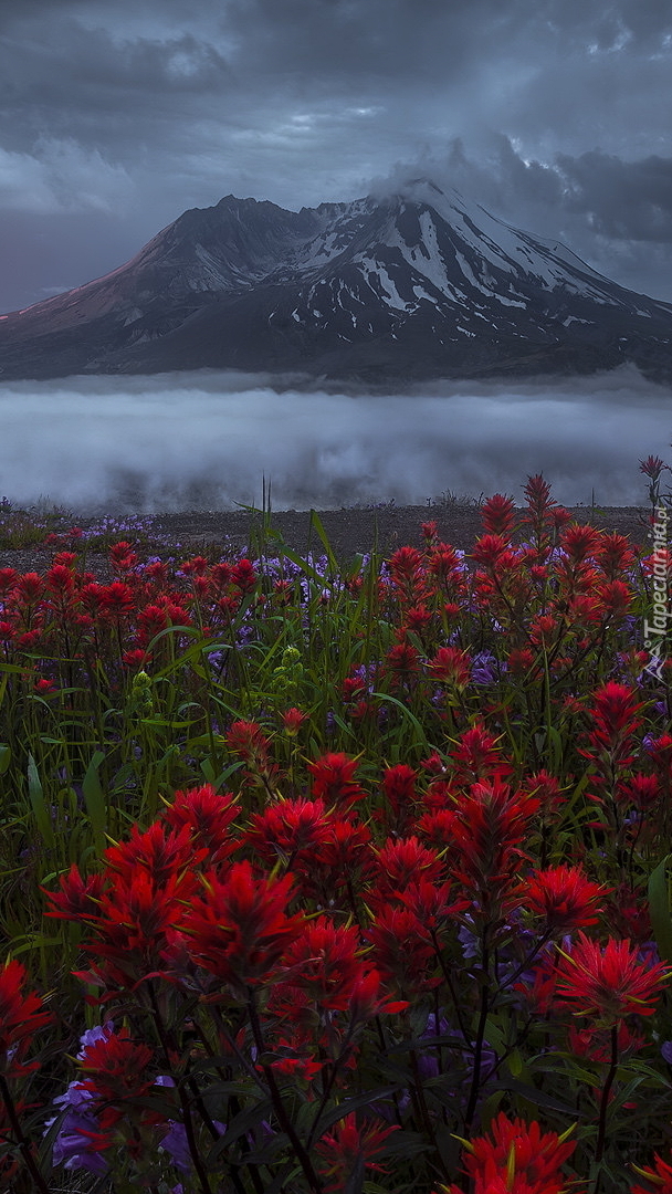 Kwiaty na tle wulkanu Mount St Helens