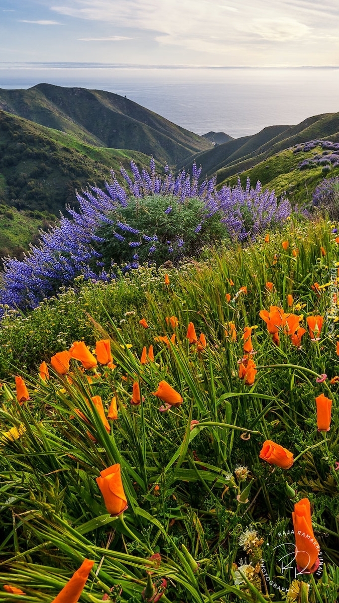Kwiaty na wzgórzach w Sobranes Canyon