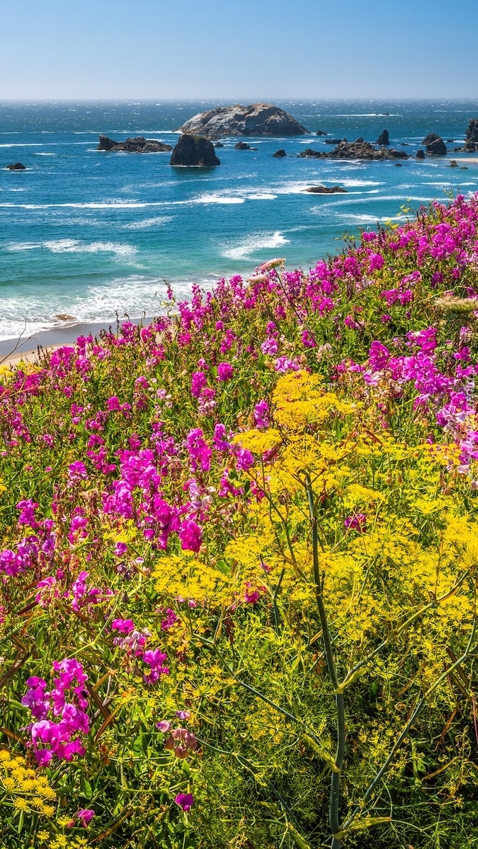 Kwiaty na wzgórzu nad morzem