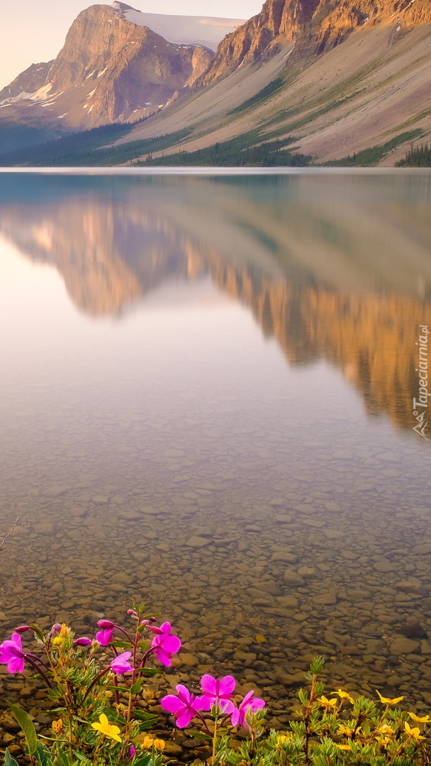 Kwiaty nad jeziorem Bow Lake w Górach Skalistych