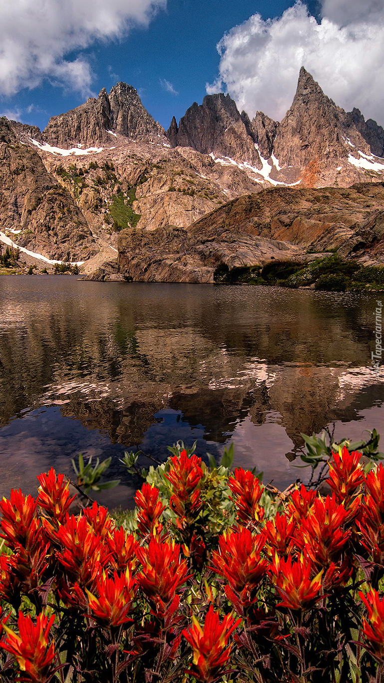 Kwiaty nad jeziorem Minaret Lake