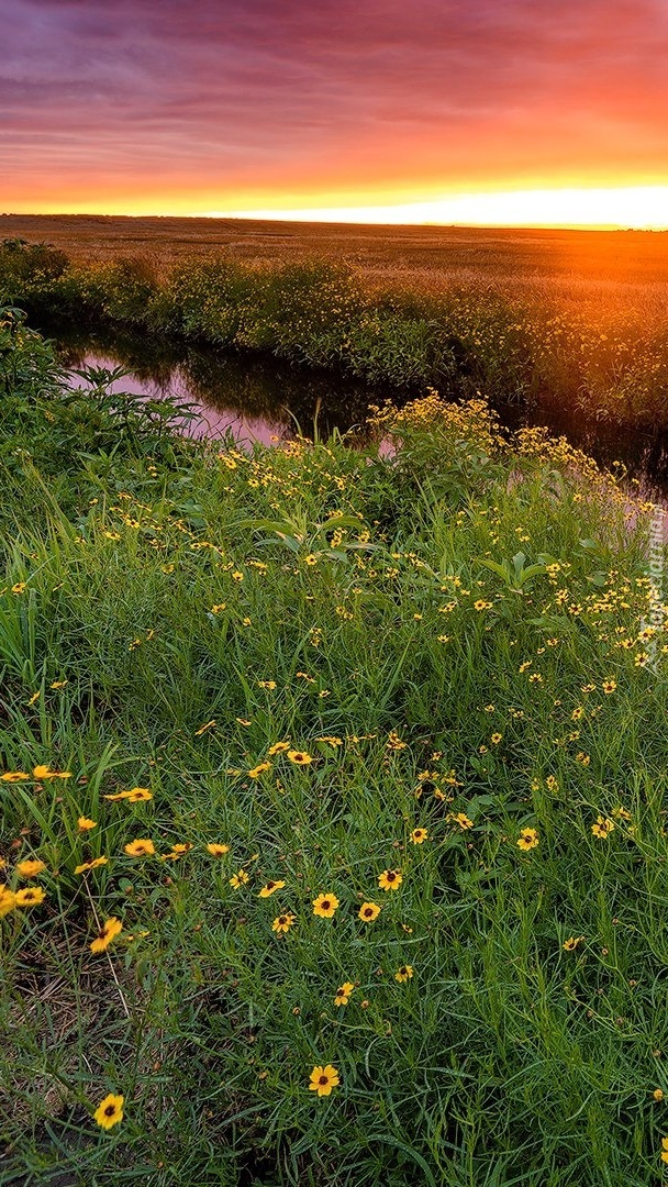 Kwiaty nad rzeką o zachodzie słońca