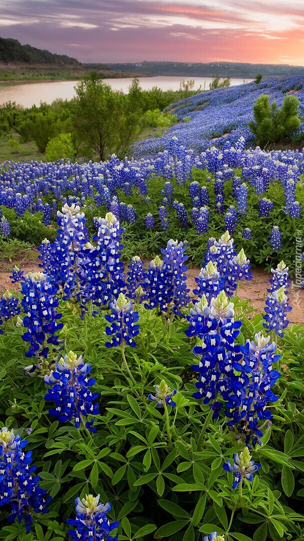 Kwiaty niebieskiego łubinu