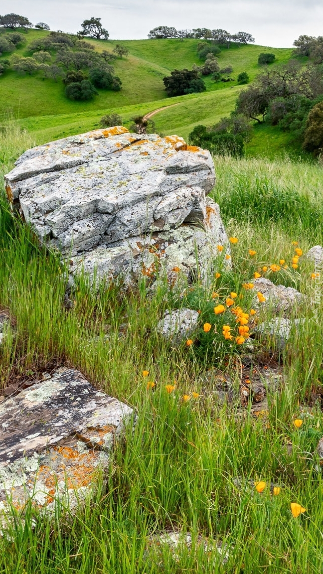 Kwiaty obok kamieni na łące