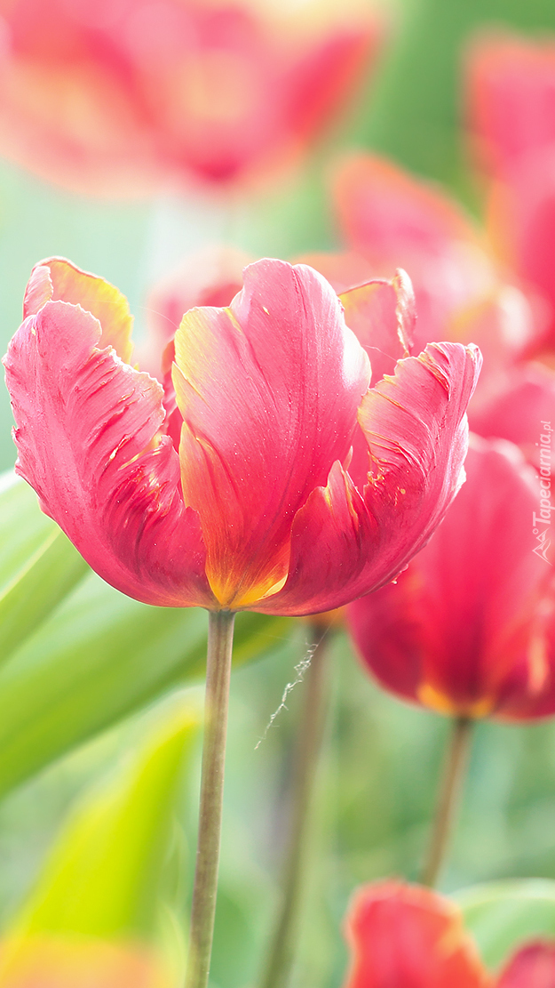 Kwiaty postrzępionego czerwonego tulipana