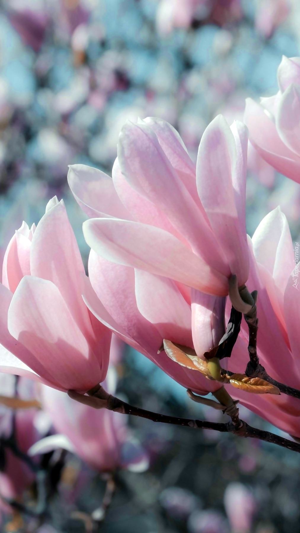 Kwiaty różowej magnolii