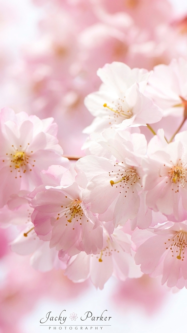 Kwiaty różowej wiśni