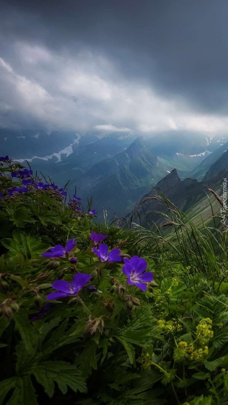 Kwiaty w górach