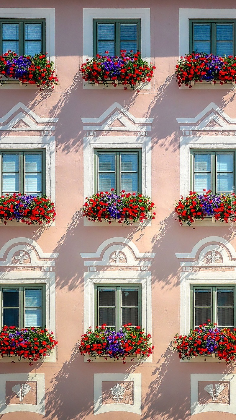 Kwiaty w oknach