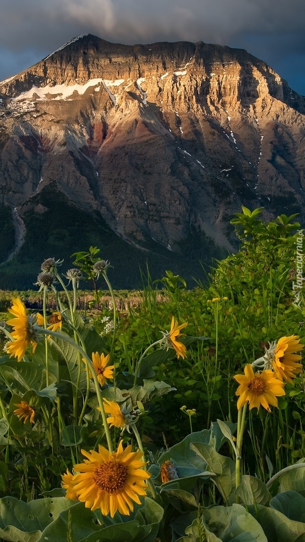 Kwiaty w Parku Narodowym Waterton Lakes