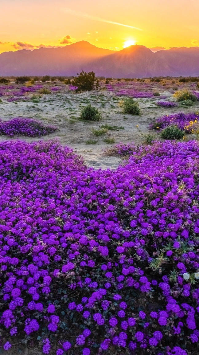 Kwiaty w Parku stanowym Anza Borrego Desert w Kalifornii