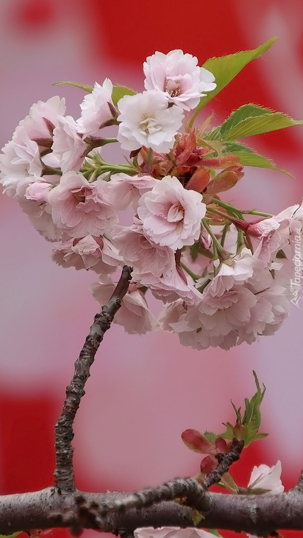Kwiaty wiśni japońskiej na gałązce