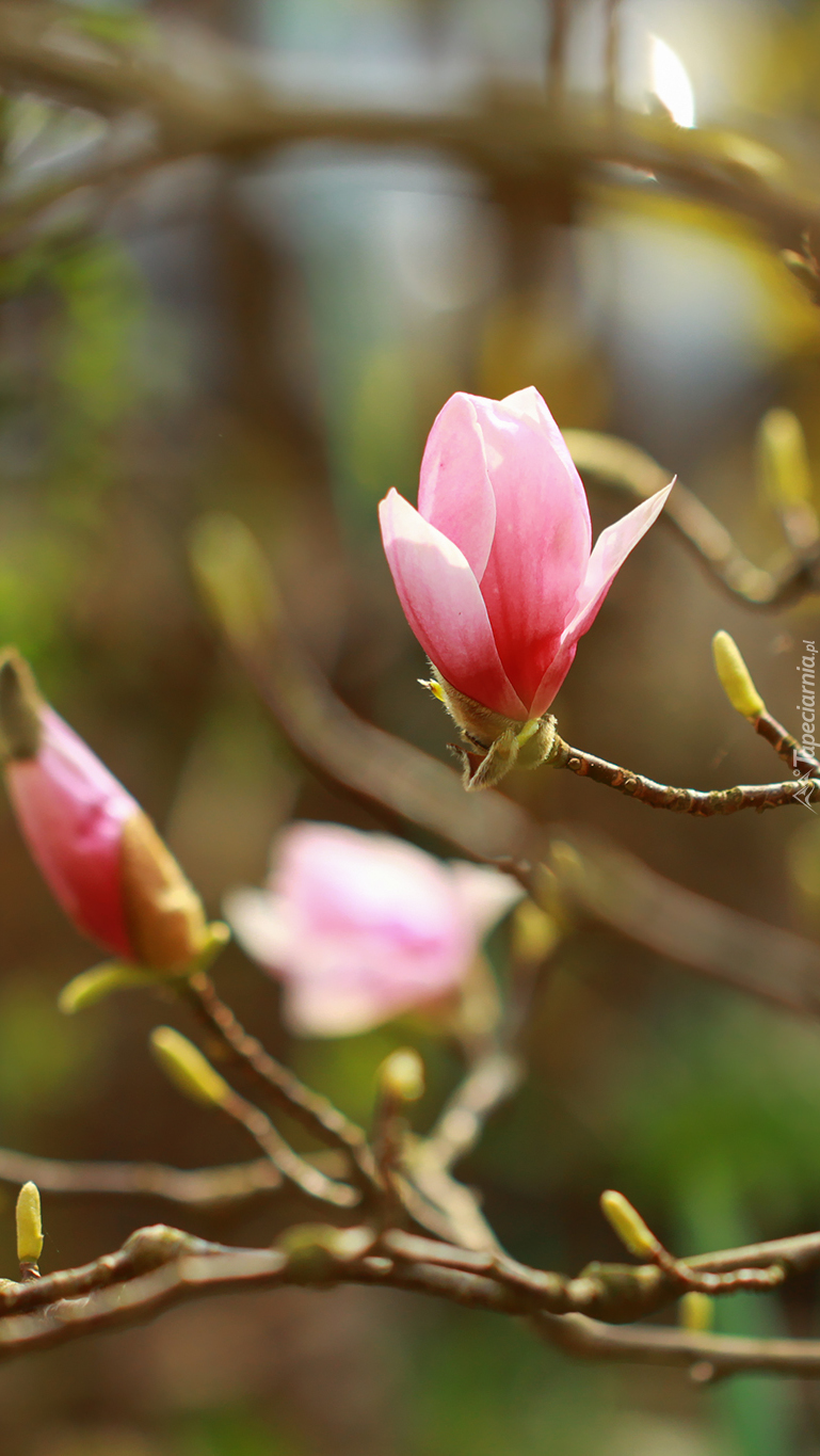 Kwitnąca magnolia