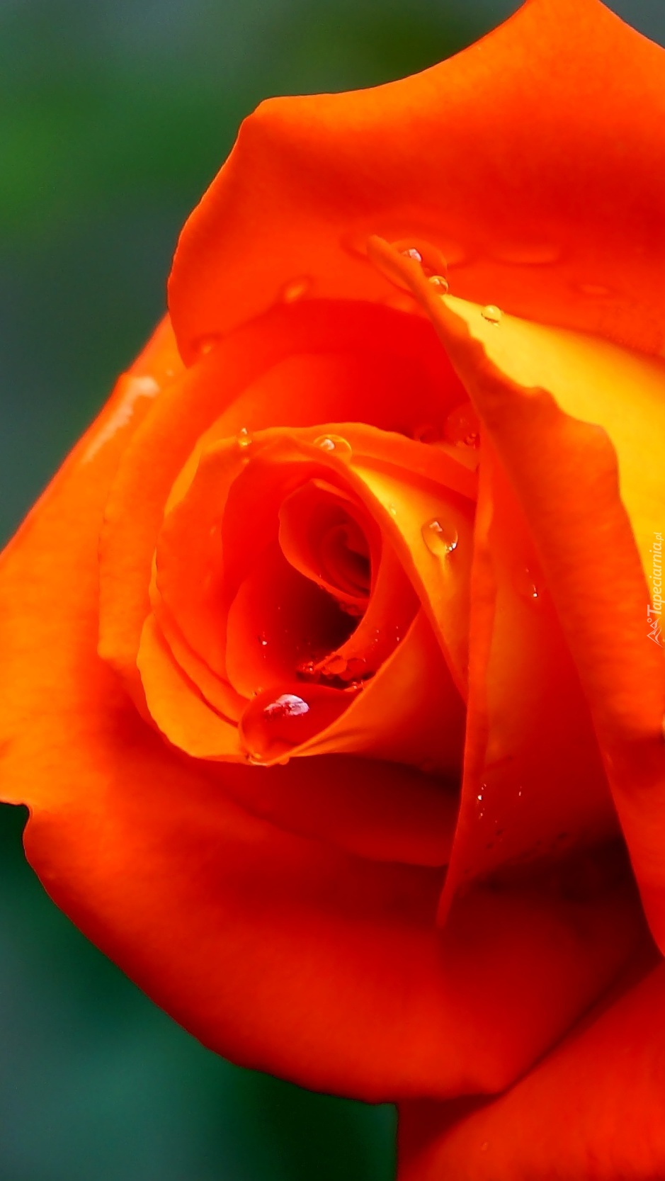 Kwitnąca róża z kropelkami rosy